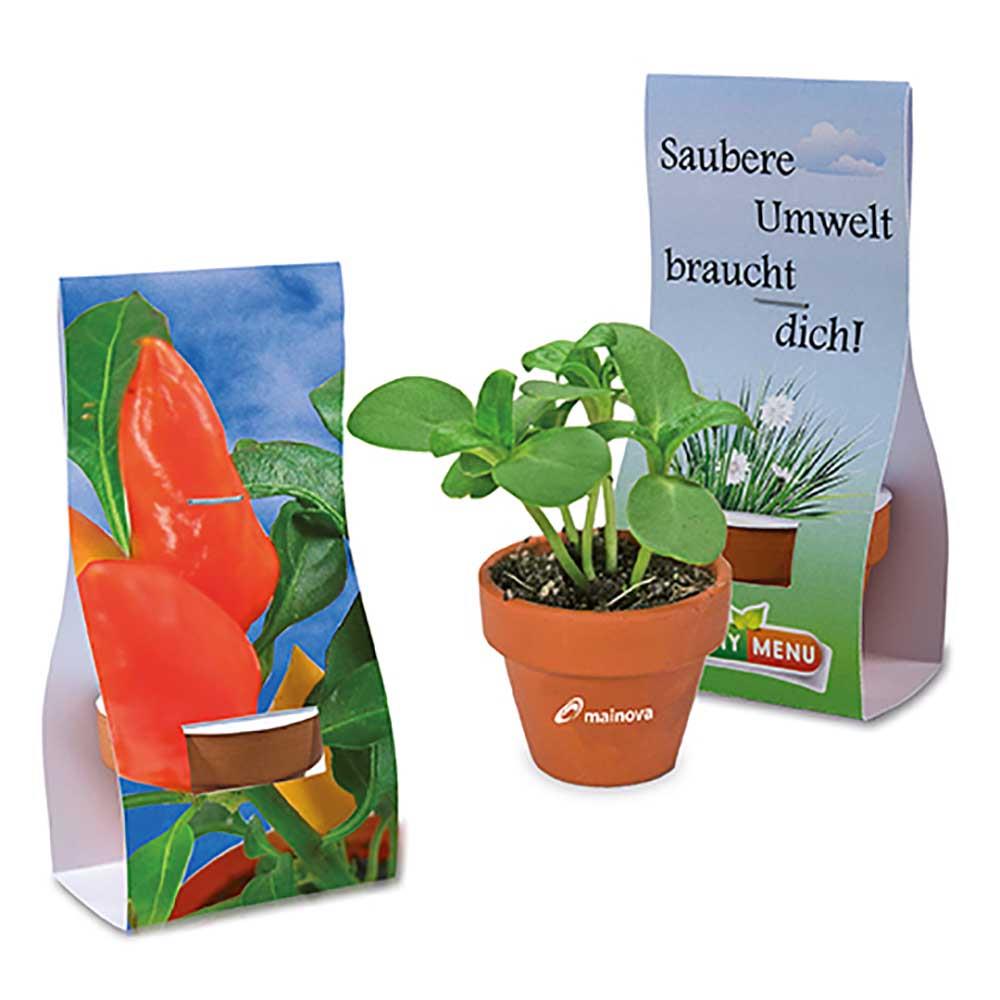 Logo-Töpfchen Überreichverpackung mit Samen - Gewürzpaprika