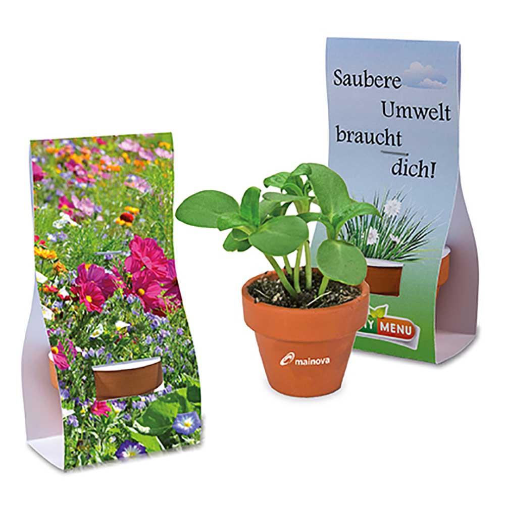 Logo-T�pfchen �berreichverpackung mit Samen -