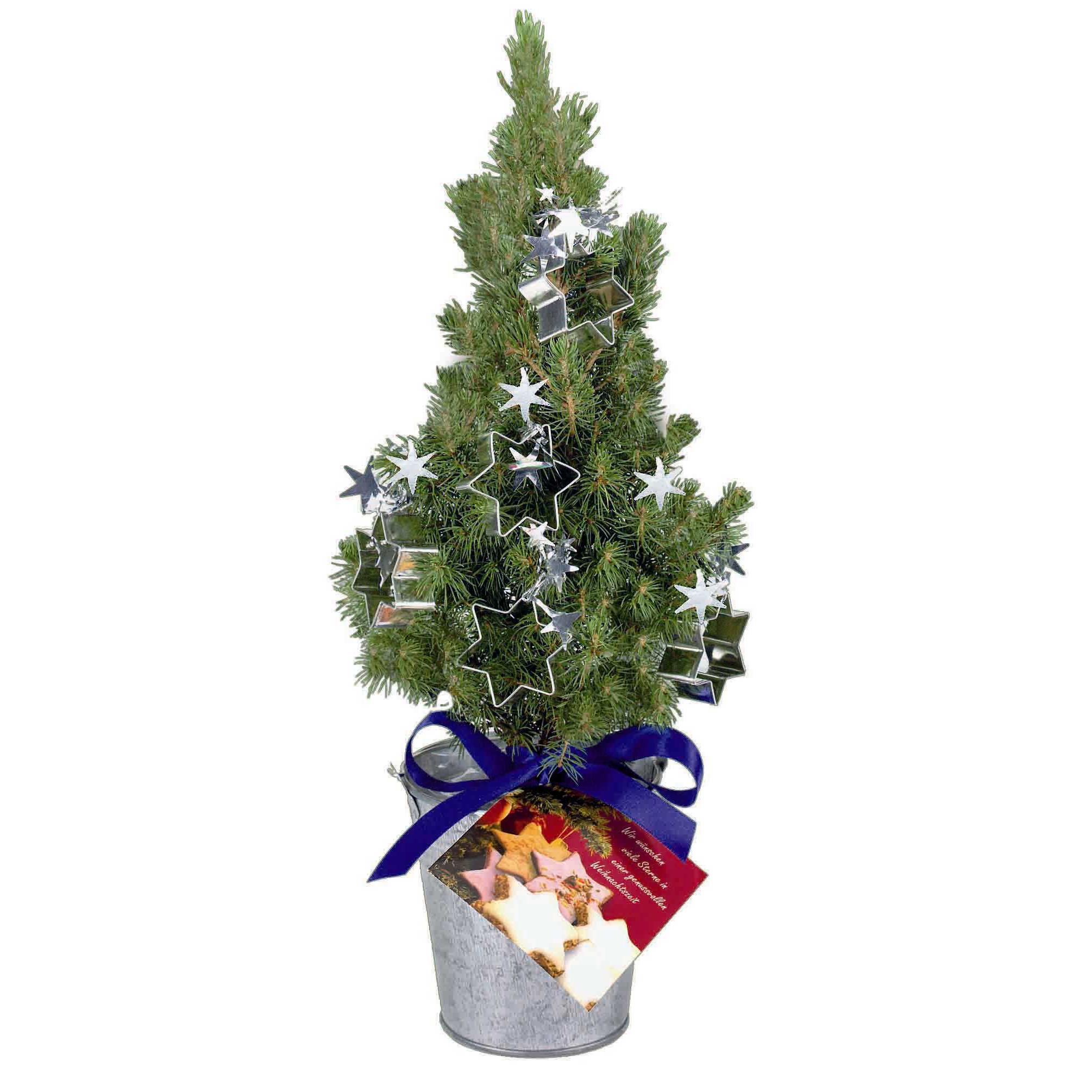 Backf�rmchen-B�umchen 20-30 cm