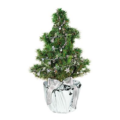 Silberstern-B�umchen 20-30 cm