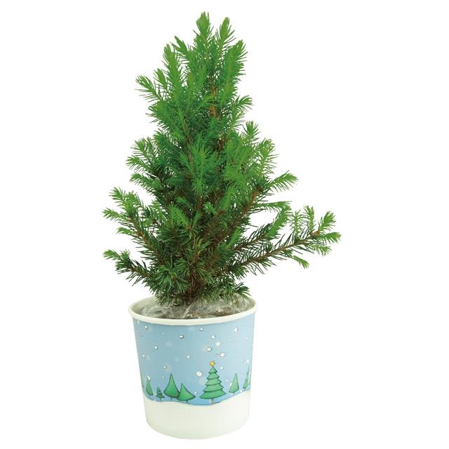 Cup-B�umchen 20-30 cm