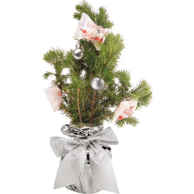 S��es-B�umchen 20-30 cm