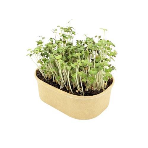 Microgreen Samen Pflanzset